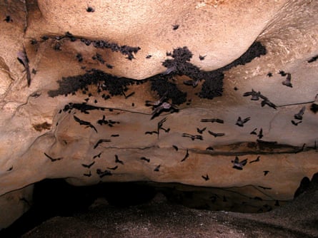 The bats have been in their current area of Australia for about 500,000 years.Photograph: Steve Bourne