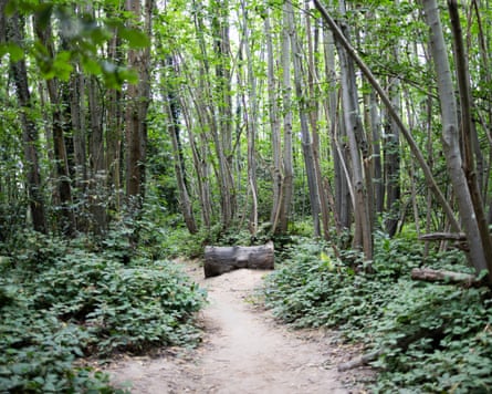 Whole sections of the wood are felled in rotation allowing stumps to regrow and as they do so absorb more carbon from the atmosphere than a fully grown tree.Photograph: Graeme Robertson/The Guardian