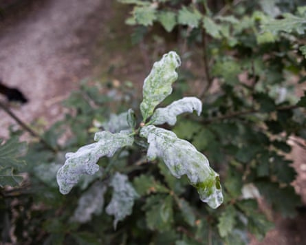 Near the quarry, white powder – apparently rock dust – lays in a film across the forest foliage.Photograph: Graeme Robertson/The Guardian