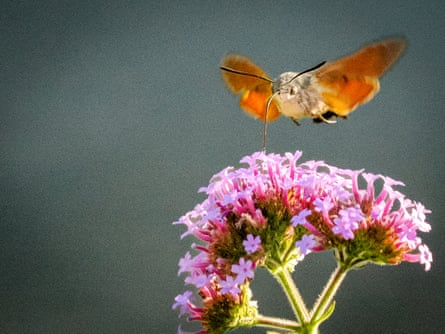 A hummingbird hawk-moth. ‘I was like: “Wow!”,’ said Luke Burstow. ‘I didn’t even know they existed.’Photograph: Luke Burstow