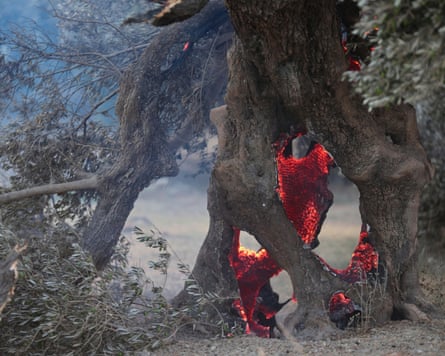 Embers smolder inside an olive tree in Rethimno, Crete.Photograph: Giannis Angelakis/AP