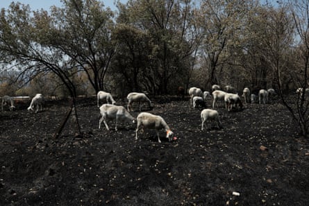 Sheep search for food on a scorched pasture near Piedralaves, 60 miles west of Madrid.Photograph: Óscar del Pozo/AFP/Getty Images