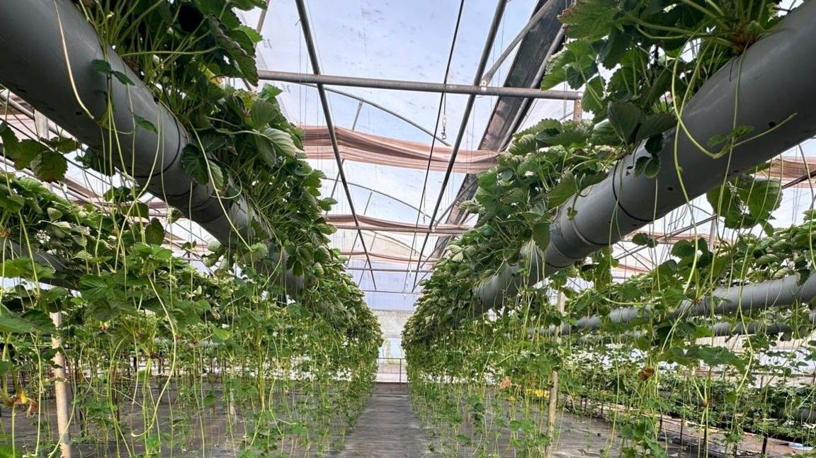 Image caption,New strawberry plants are cultivated every year
