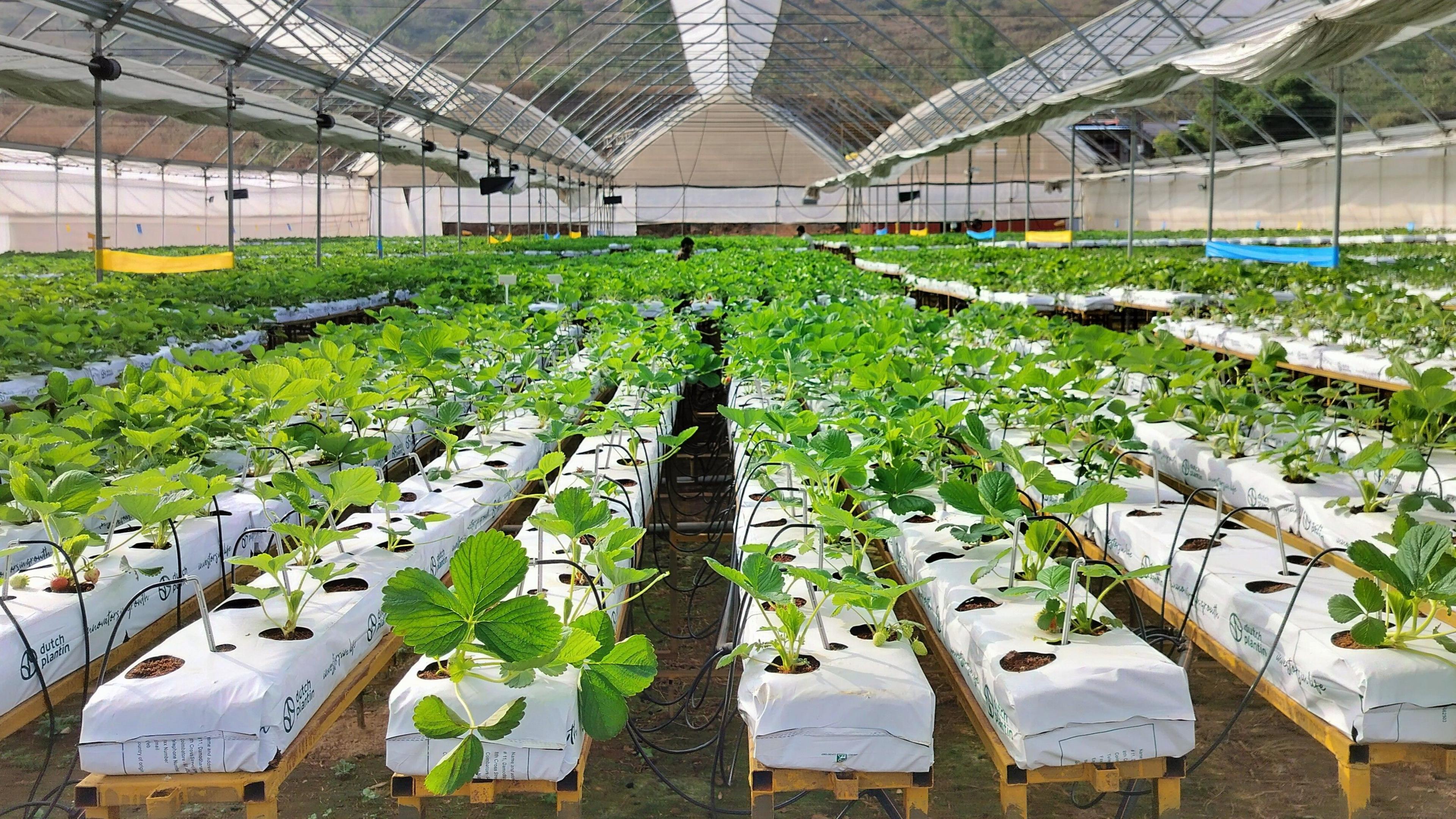 Image caption,Berry Fresh Agrotech grows strawberries year-round