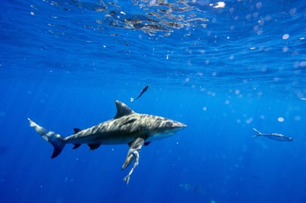 A bull shark cruises through the water during an eco tourism shark dive off of Jupiter, Florida, on 5 May 2022.Photograph: Anadolu/Anadolu Agency/Getty Images
