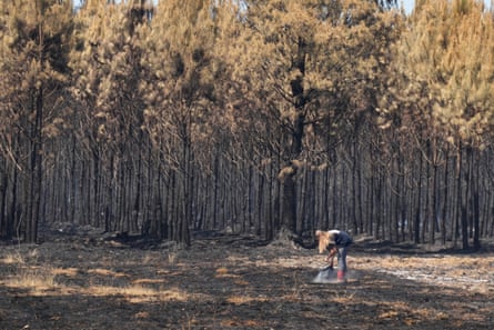 A woman pours water on smouldering grass in Le Porge, which has lost 20% of its homes to the megafire.Photograph: Baz Ratner/AP