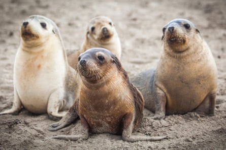 Australian sea lions, an endangered species, are at risk of contracting H5N1 bird flu.Photograph: Brad Leue/Alamy