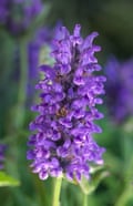 Catmint is also a popular purple plant.Photograph: John Glover/Alamy