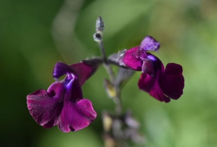 Salvia nachtvlinder.Photograph: Elf Photography/Alamy