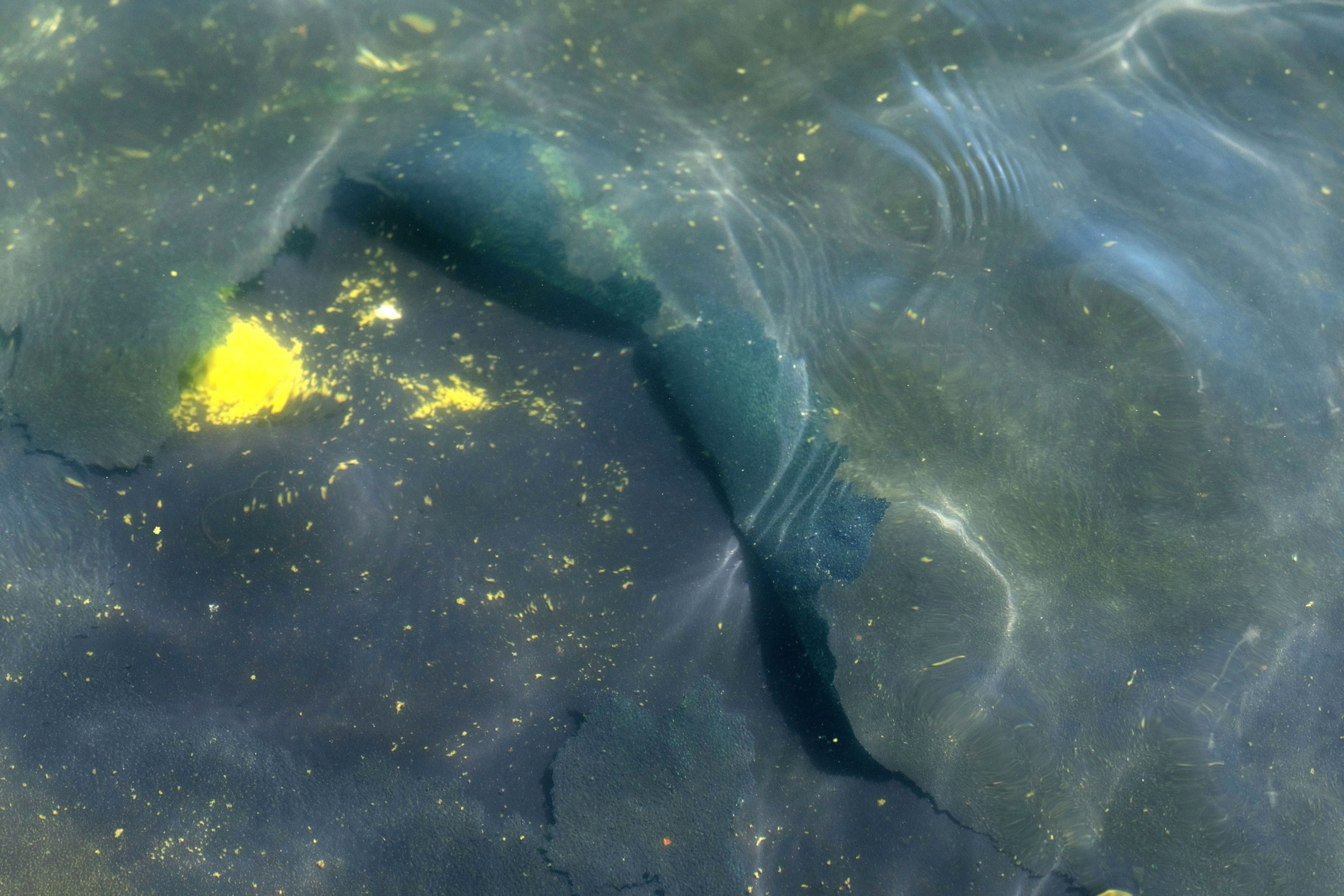 A peeling section of blue coating is seen in the Lincoln Memorial Reflecting Pool, Saturday, June 20, 2026, in Washington.Mark Schiefelbein/AP Photo, FILE