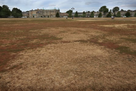 Dry grass at Parker’s Piece in Cambridge. The government wants to build 150,000 homes in Greater Cambridgeshire but measures to improve the supply of water have not been delivered.Photograph: Martin Pope/Sopa Images/Shutterstock
