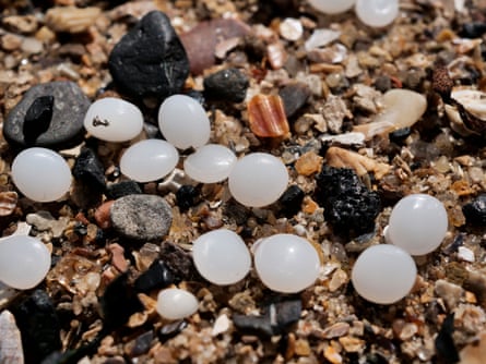 The nurdles are tiny, lentil-sized pellets of plastic.Photograph: Mark Pinder/The Guardian