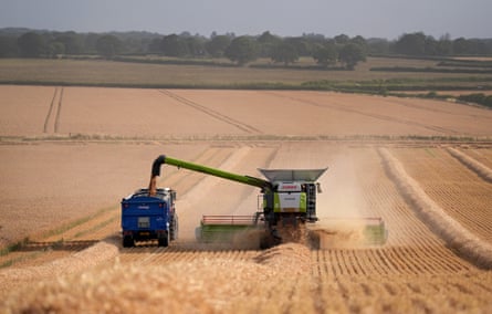A combine harvester cuts corn in a field near Ashford in Kent.Photograph: Gareth Fuller/PA