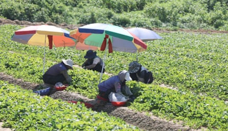 Workers harvest strawberries under parasols to protect against the scorching sun in Miryang, South Gyeongsang Province, South Korea.Photograph: YONHAP/EPA