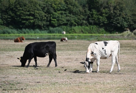 Cattle on Dorney Common, Buckinghamshire graze on parched grassland.Photograph: Maureen McLean/Shutterstock