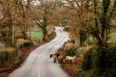 The road between Parsonage Farm and St Peter’s church in Bramshaw, where Lewis dumped one of the stolen sheep.Photograph: Peter Flude/The Guardian