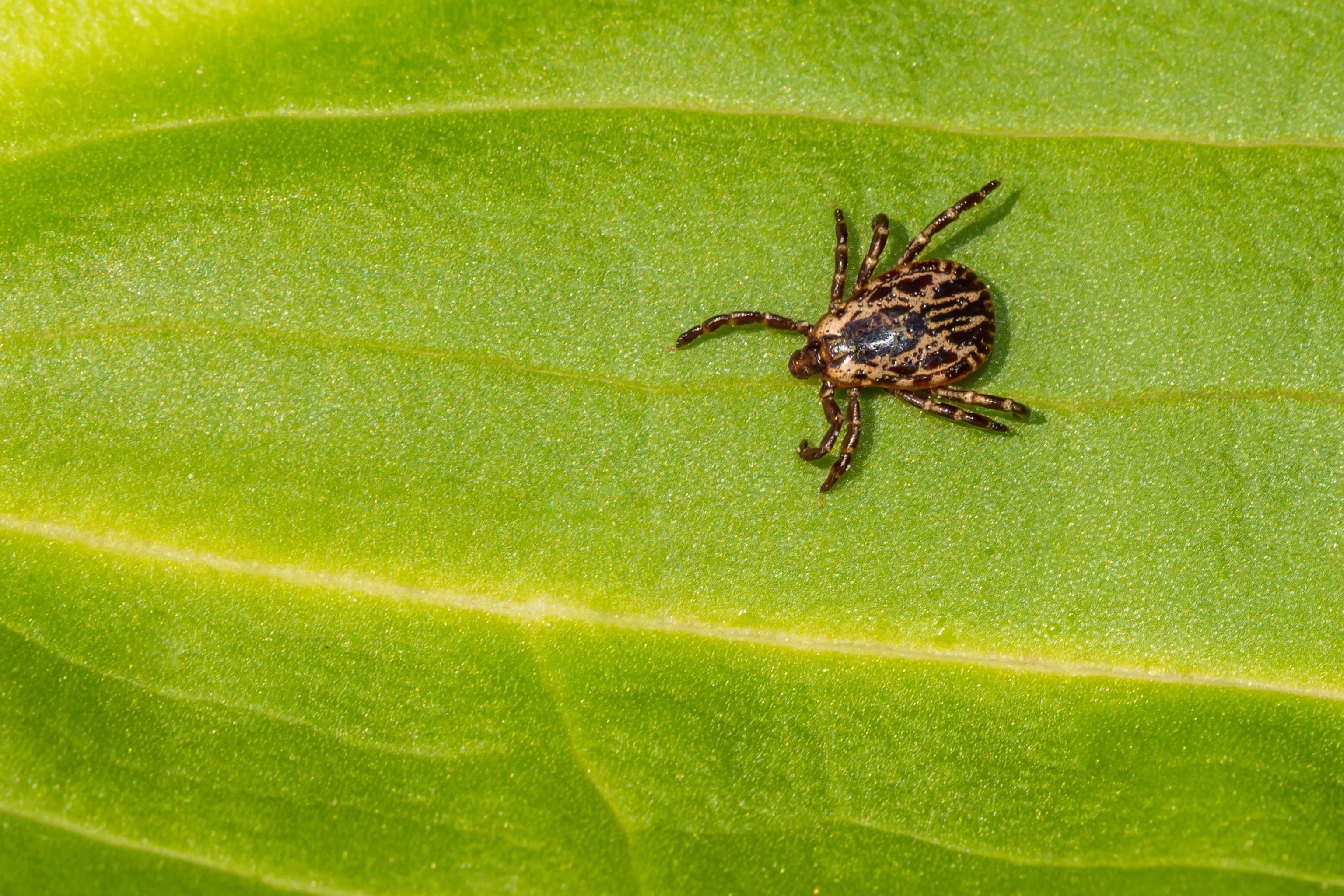 Stock photo of a dog tick on a leaf.ondreicka/Adobe Stock