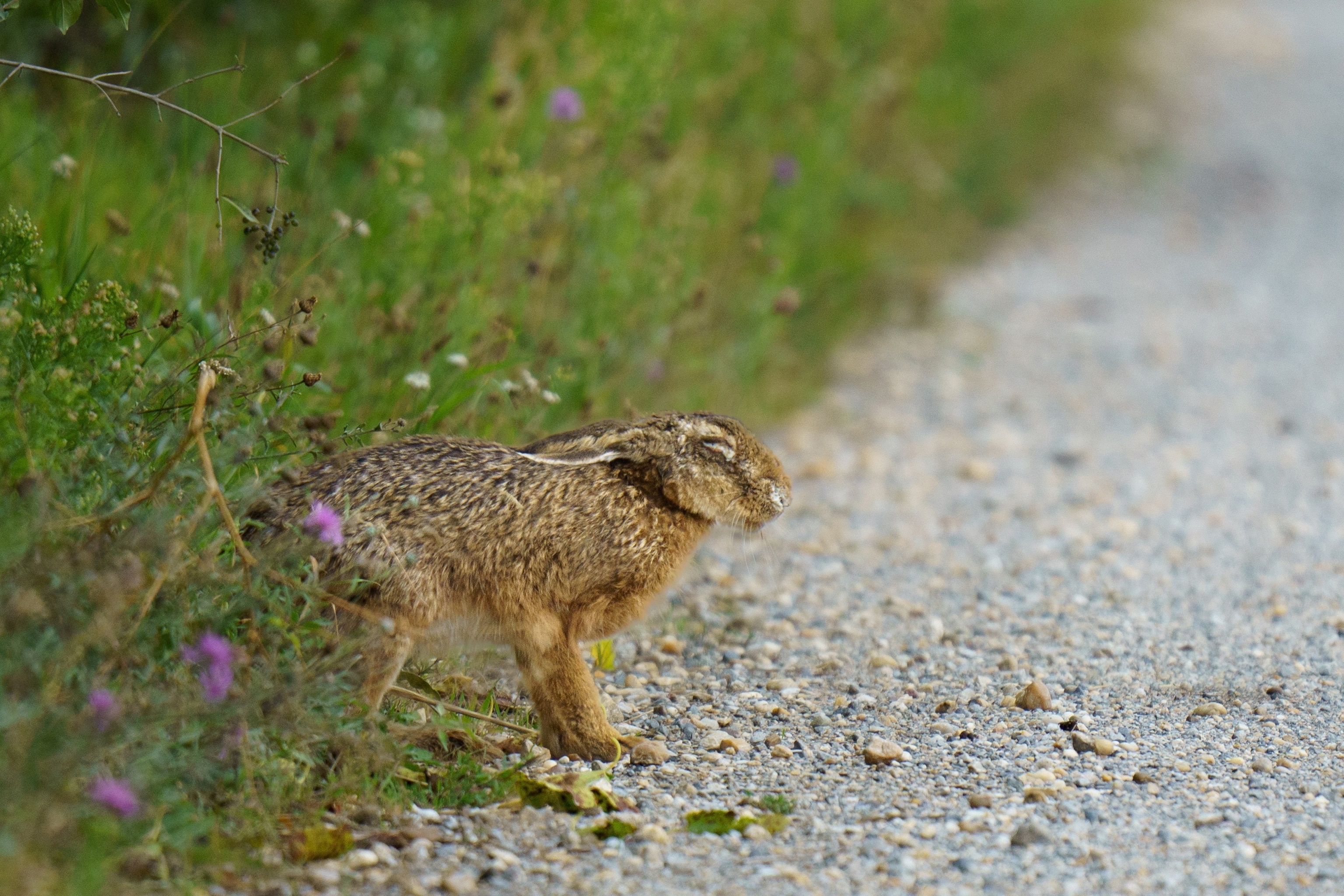 Stock photo of a European brown hare exhibiting extreme lethargy and reduced flight response, a key clinical symptom of the dangerous zoonotic disease Tularemia, Rabbit Fever.Alexander Laengauer/Adobe Stock