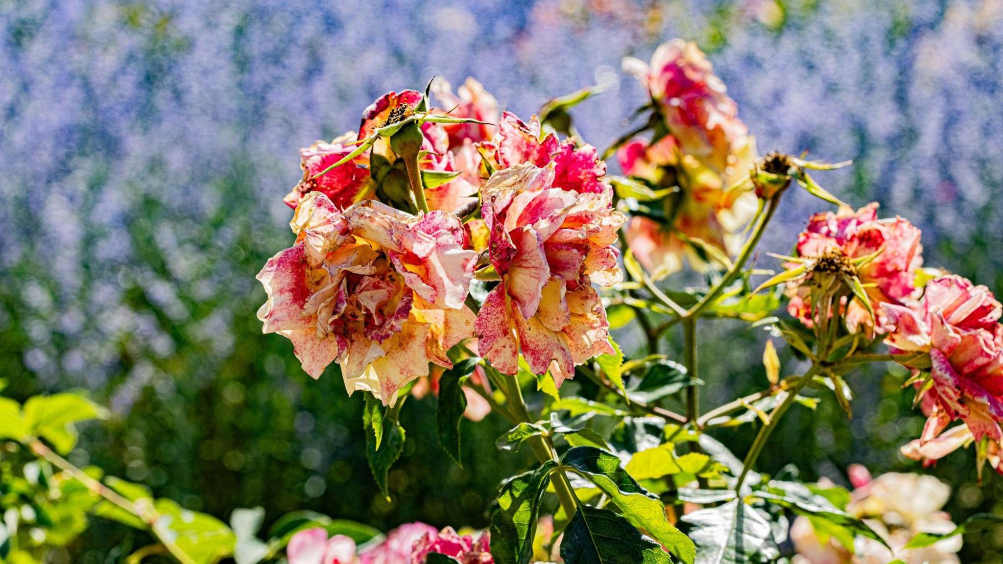Image caption,Roses and other traditional wedding flowers have suffered under European heatwaves