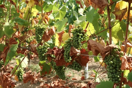 Grapes hang on vines in a drought-affected Muscadet vineyard in Saint-Fiacre-sur-Maine near Nantes.Photograph: Stéphane Mahé/Reuters