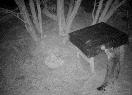 Nine Lives ate dozens of pāteke, or brown teal, that were being introduced back into the wild.Photograph: Pest Free Purerua