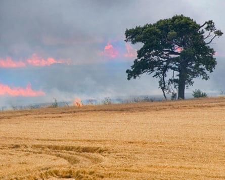 A wildfire in Essex, whose origin was traced back to a roadside layby.Photograph: Justin Kase/Alamy