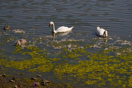 Blue-green algae can contain toxins.Photograph: Christopher Thomond/The Guardian