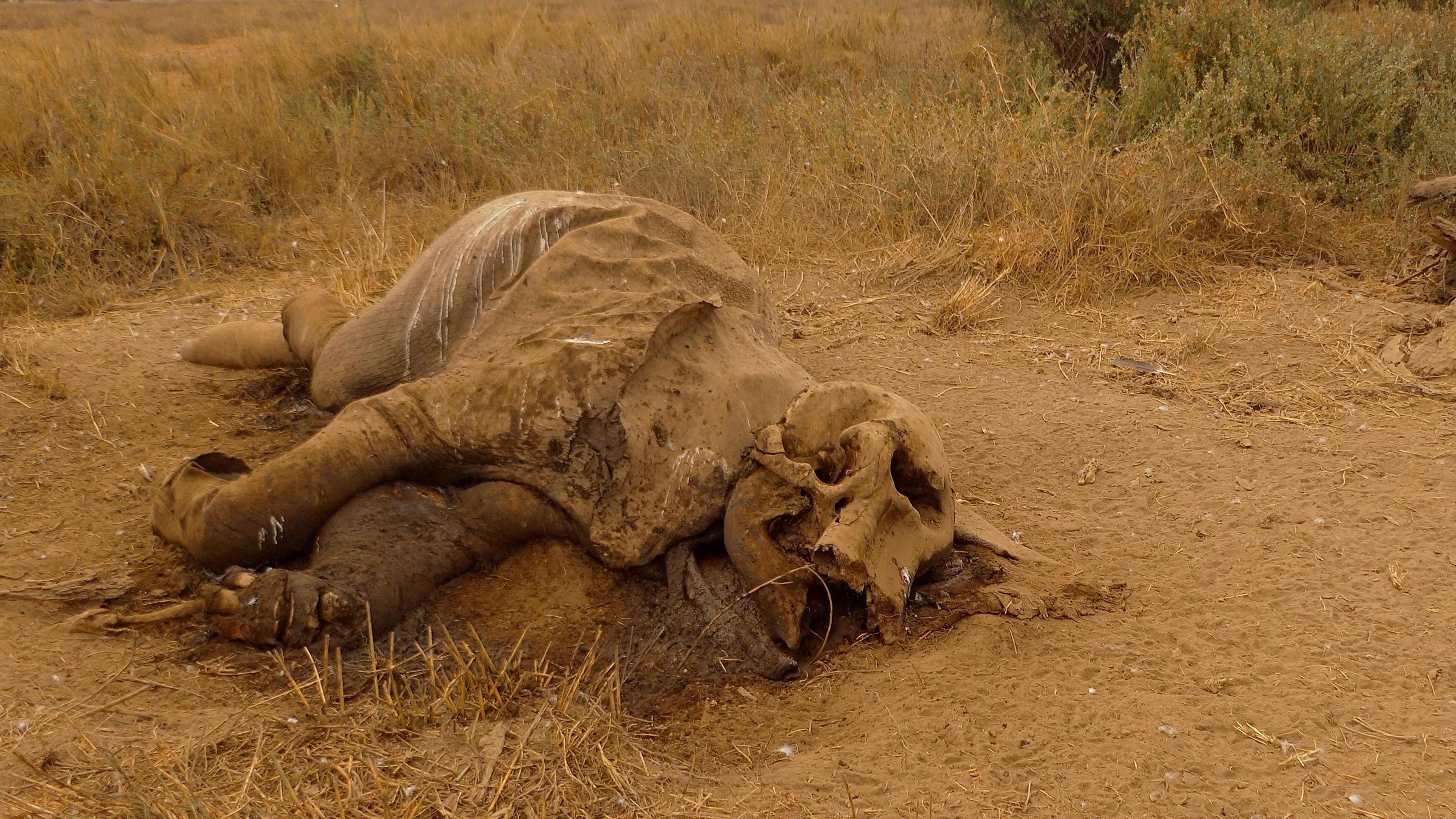 Image caption,The 15 elephants were found dead outside the Amboseli National Park between June and July