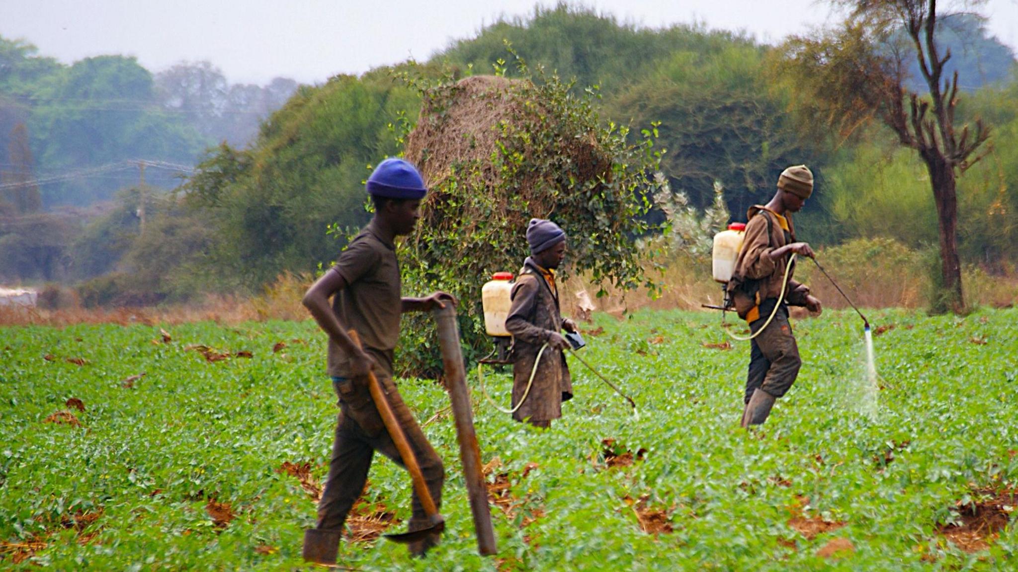 Image caption,Officials suggest that pesticides sprayed on tomatoes in nearby farms could have poisoned the elephants