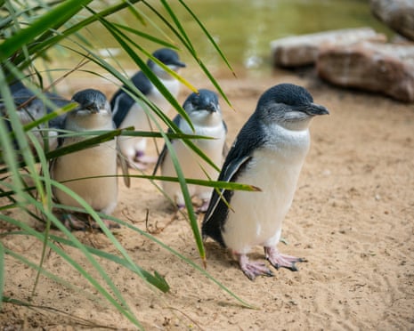 Australian sea lions, whose populations have declined by 60% in four decades, are at very high risk of H5N1.Photograph: Brad Leue/Alamy