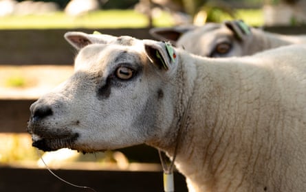 A sheep with bluetongue at a farm in the Netherlands in 2024.Photograph: Nick Gammon/AFP/Getty Images