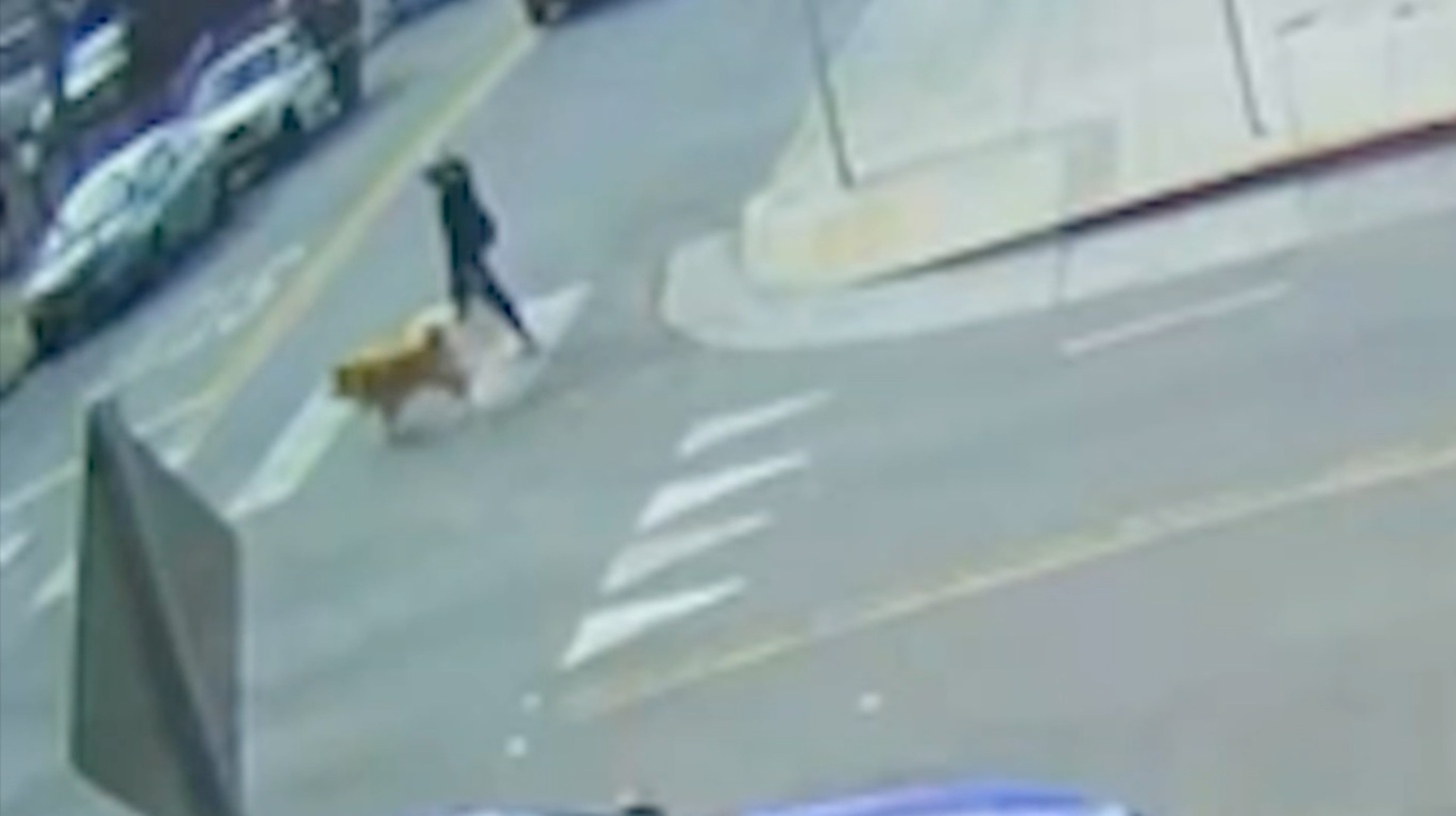 A still from video showing a woman walking a dog before police say a juvenile driver struck her in Oakland, California, Aug. 6, 2026.KGO