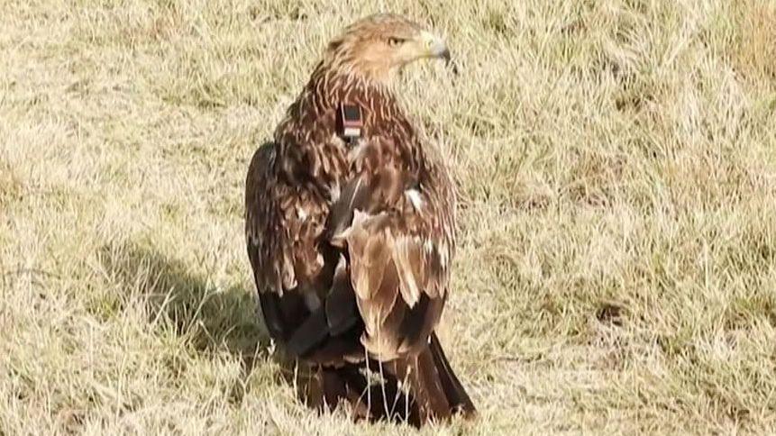 Image caption,An adult eastern imperial eagle has a wingspan of six feet (2 metres)