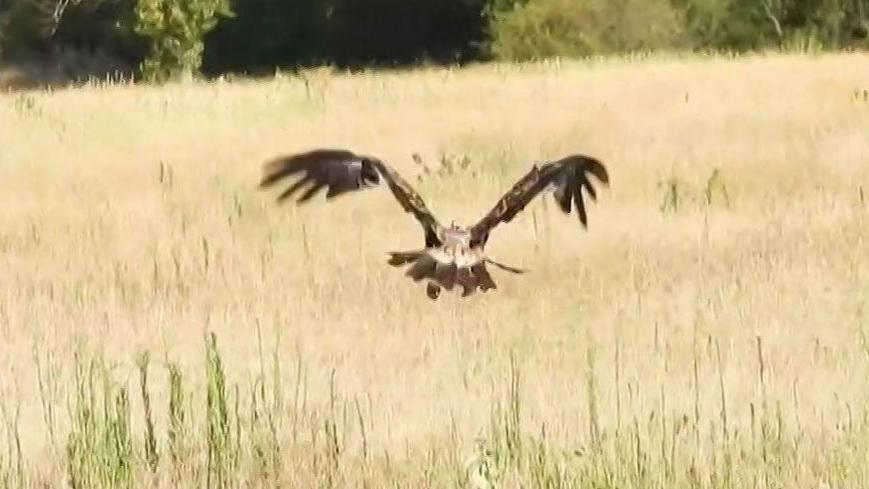 Image caption,The young eagle will be closely monitored in the coming weeks, experts said.