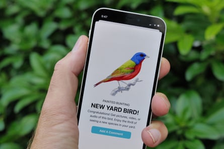 Hansen’s illustration of the painted bunting appears in Flock, an app conceived and created by Hansen’s friends Adam Donkin and Bob Stevenson.Photograph: Nick Czap