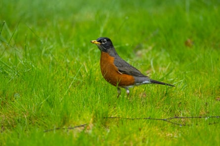 An American robin in Kirkland, Washington.Photograph: Wolfgang Kaehler/LightRocket/Getty Images