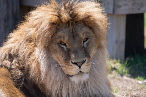 Caretakers take vitals during treatment of Taras the lion.Photograph: Wildlife Sanctuary