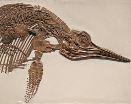 Ichthyosaur fossil.Photograph: Martin Shields/Alamy