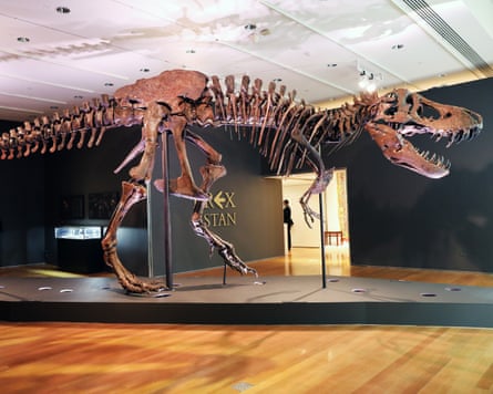 A Tyrannosaurus Rex dinosaur skeleton that was auctioned by Christie’s in New York in 2020.Photograph: Spencer Platt/Getty Images