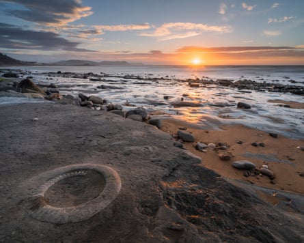 An ammonite at the fossil graveyard at Lyme Regis in Dorset.Photograph: Loop Images/Universal Images Group/Getty Images
