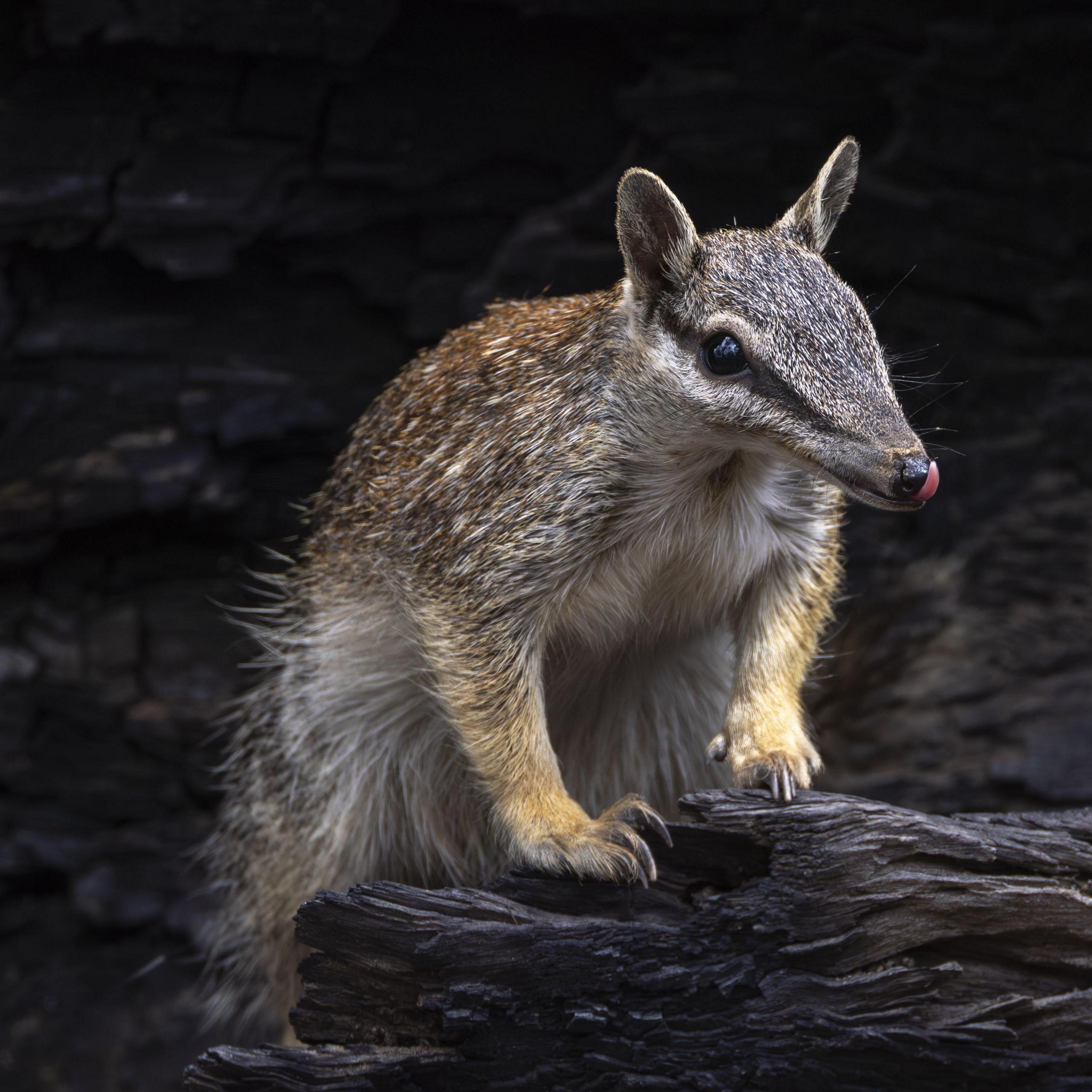 Image caption,Dryandra Woodland is one of the few places you can still find wild numbats