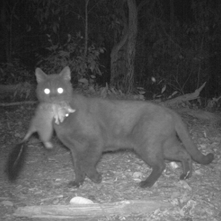 Image caption,Feral cats kill an estimated three billion animals in Australia each year