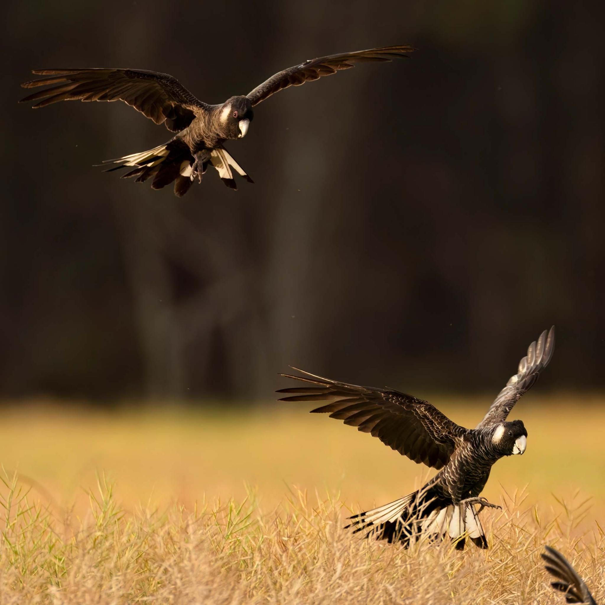 Image caption,The Carnaby's black cockatoo is another species barely hanging on in south-western Australia