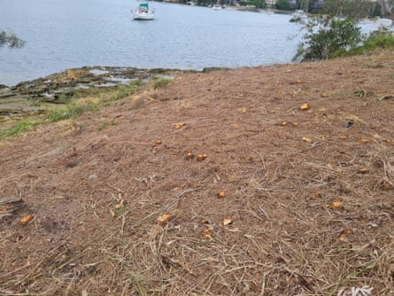 The tree vandalism occurred on public land on the foreshore of Woodford Bay in Longueville.Photograph: supplied by Lane Cove council