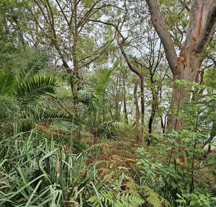 The foreshore of Woodford Bay.Photograph: Lane Cove council