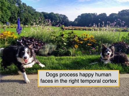 The scans revealed increased activity in certain parts of the brain when the dogs were shown happy faces compared with neutral ones.Photograph: Laura V Cuaya