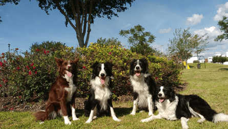 Dogs may need additional information, such as body language, to distinguish anger from sadness.Photograph: Laura V Cuaya
