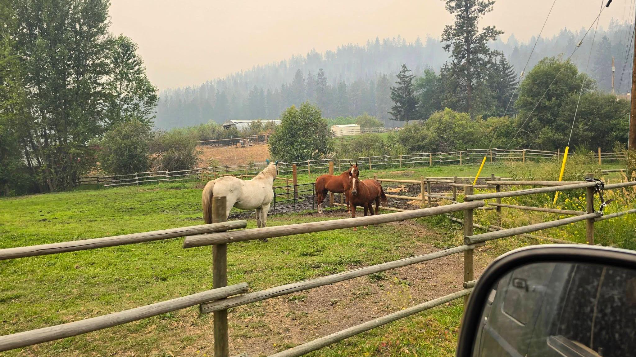Image caption,Dozens of horses have been rescued by a volunteer group in and around the Okanagan Valley since wildfires broke out last month.