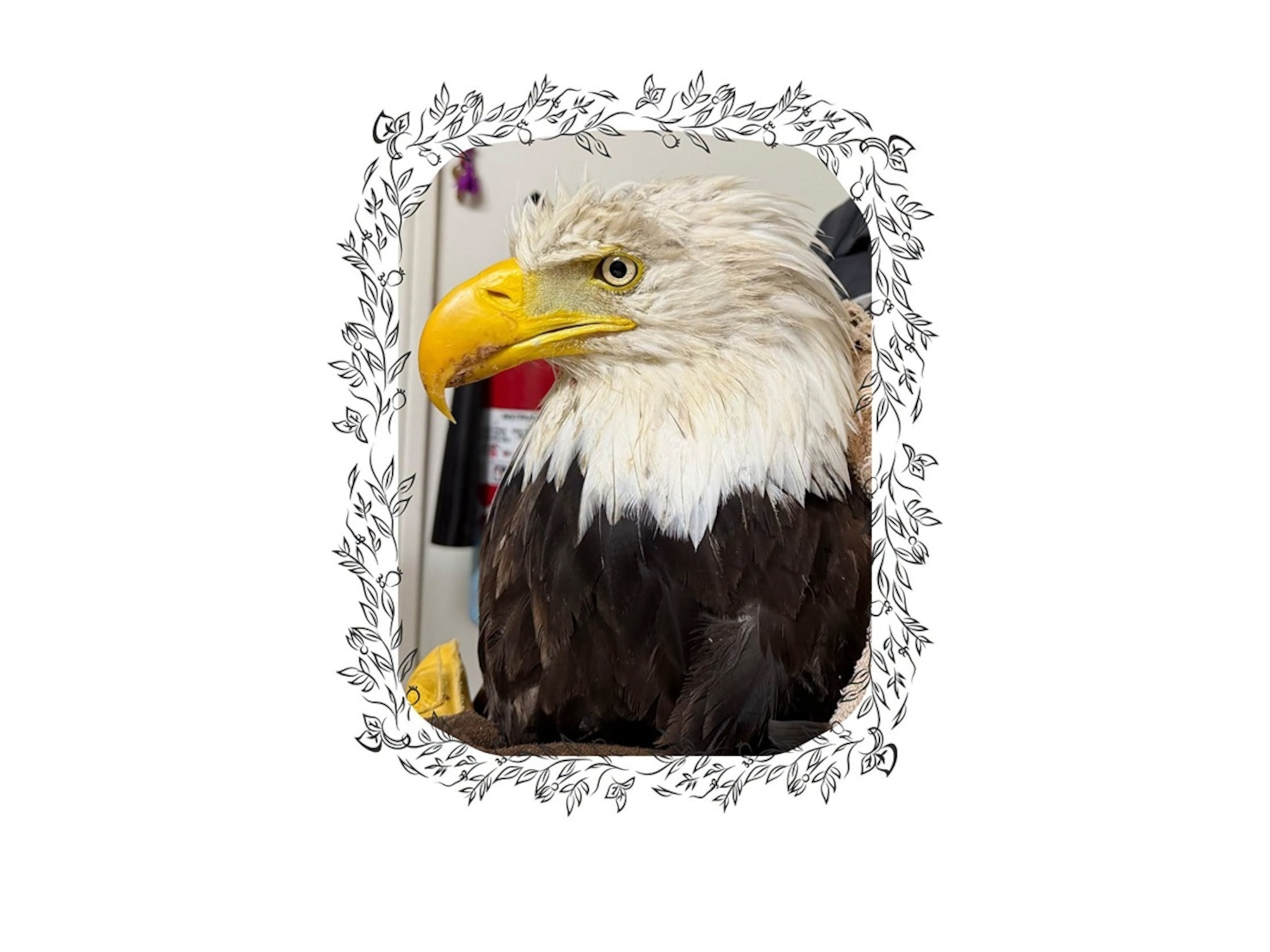 A Facebook post from The Ojai Raptor Center, Aug. 10, 2026, said Bald Eagle 26-519 passed away.The Ojai Raptor Center