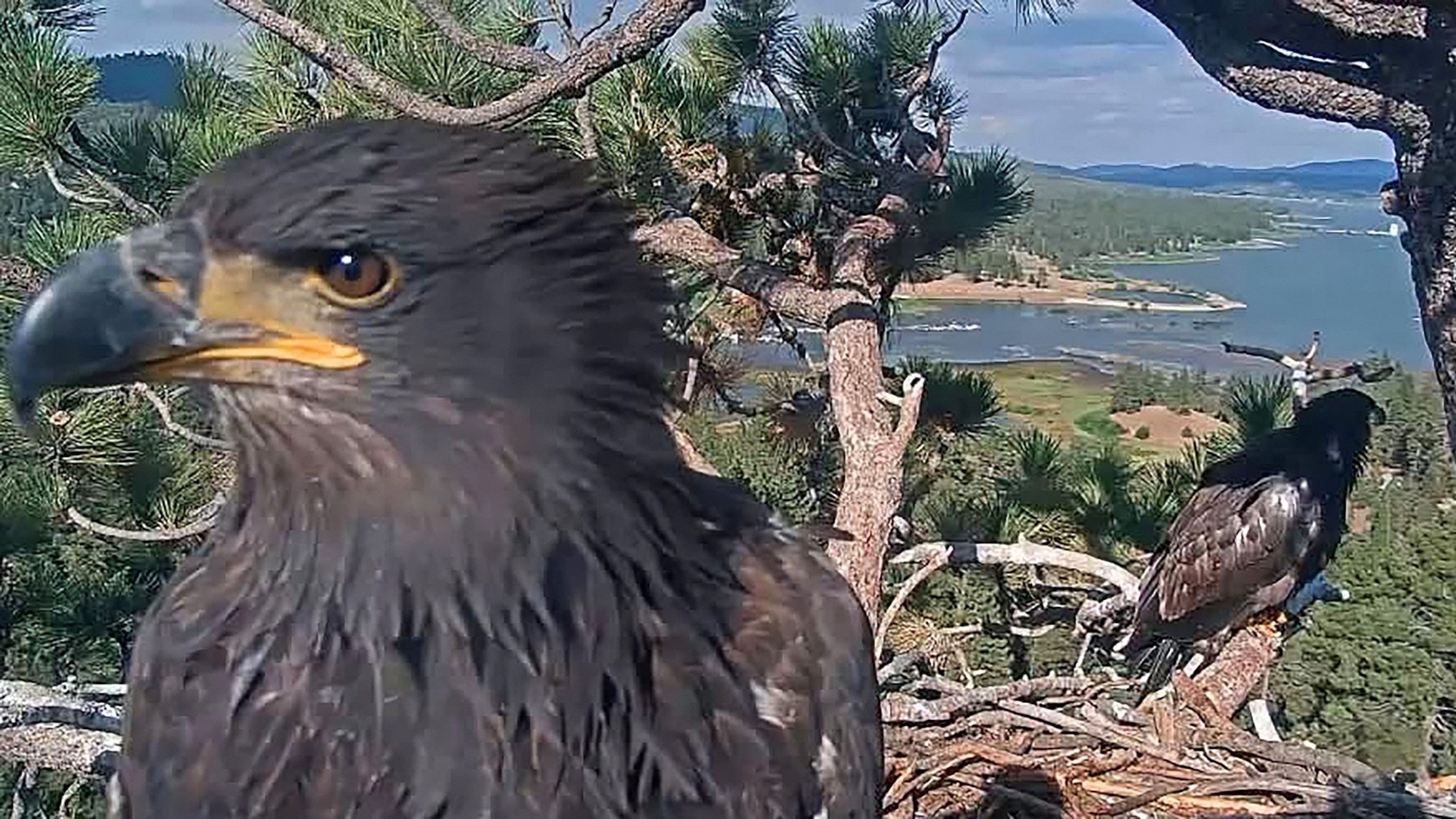 An injured bald eagle was rescued in California's Big Bear area after it was seen in a fight with two other eagles, according to Friends of Big Bear Valley.Friends of Big Bear Valley